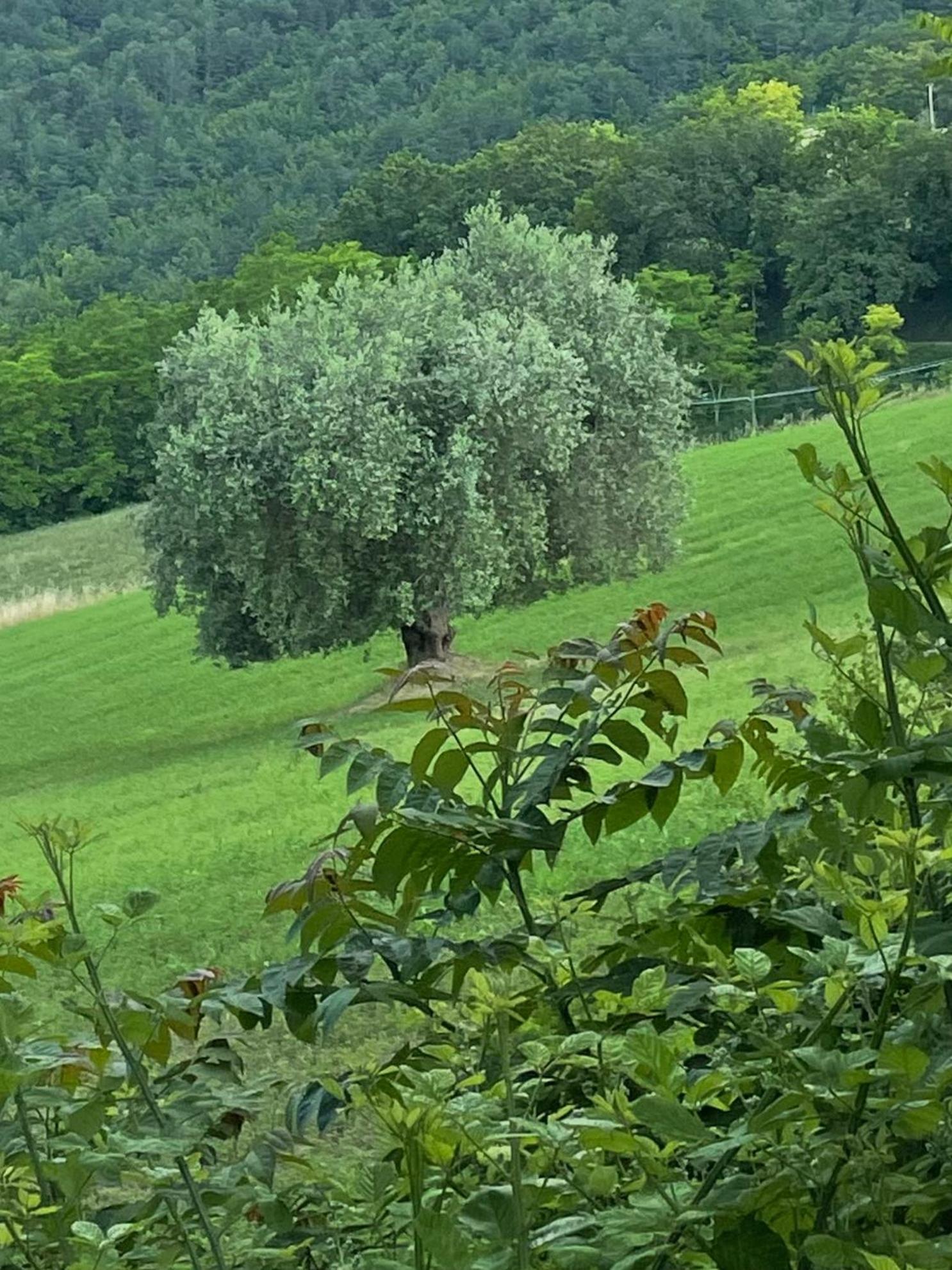 Agriturismo "Le Cannelle" Spa & Day Wellness Villa Fossombrone Bagian luar foto